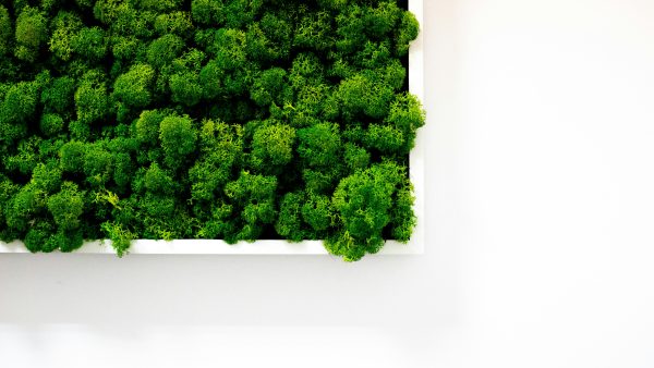 A lush green moss wall in a rectangular frame, set against a plain white background, showcasing a natural and vibrant indoor garden design